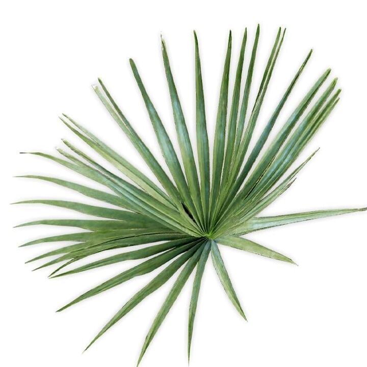 Zaagpalmetto - compositie UltraMax Testo Enhancer